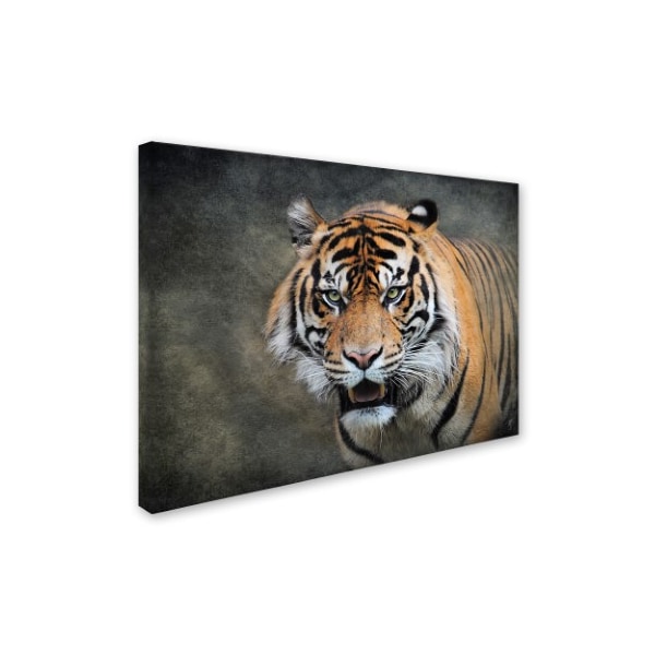Jai Johnson 'Bengal Tiger' Canvas Art,18x24